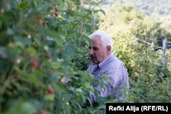 Pensionisti Bajro Alija ndihmon fqinjin e tij që të vjelë mjedrat.