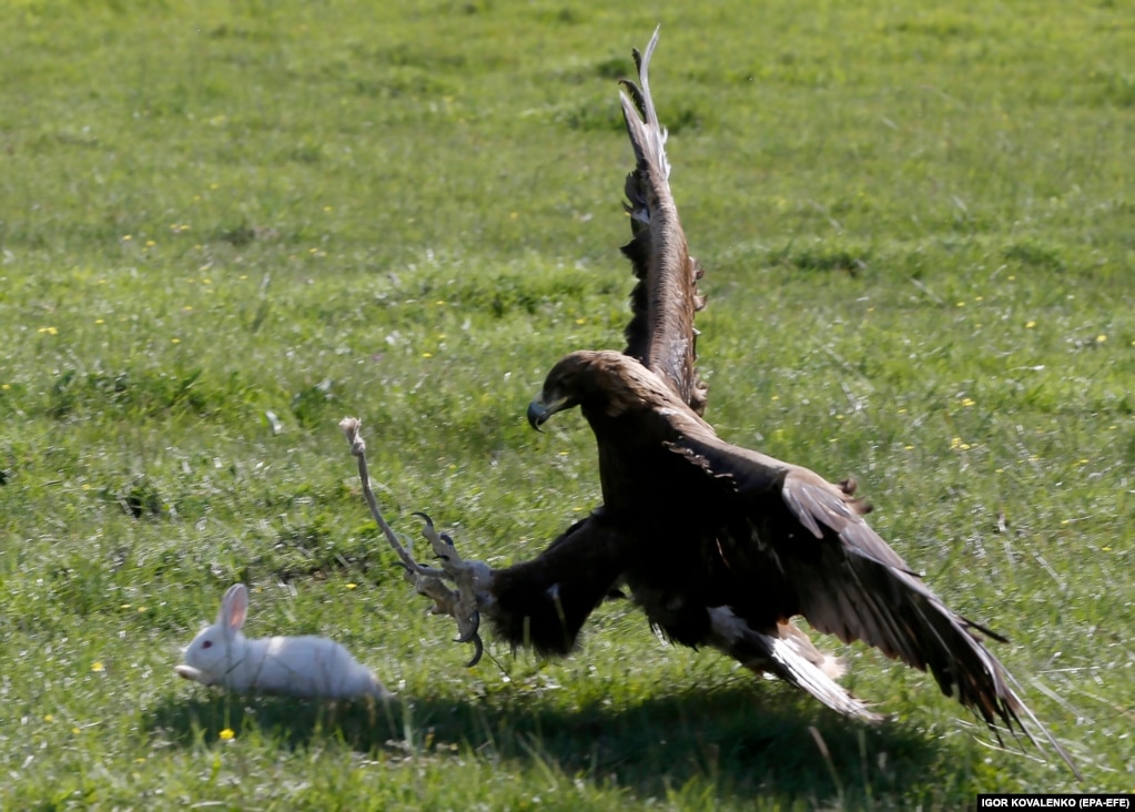 Ловчая птица демонстрирует навыки охоты&nbsp;