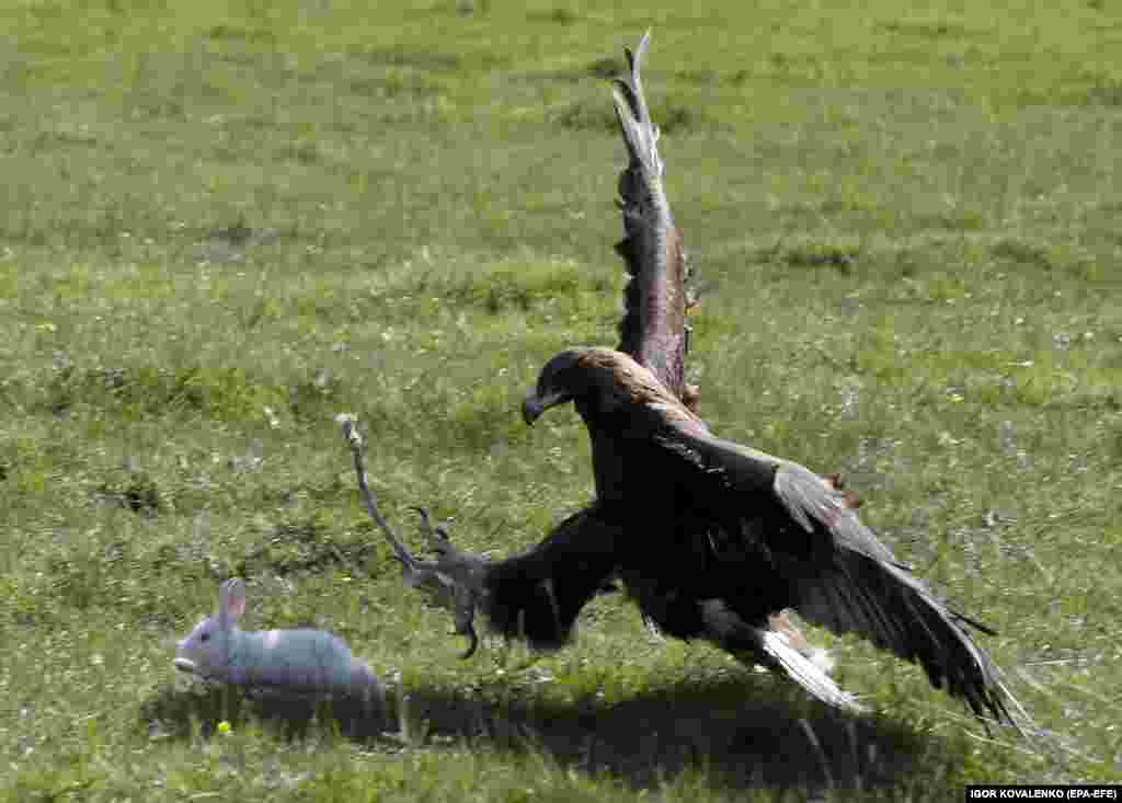 A traditional eagle hunt demonstrates the bird&#39;s training as it catches a rabbit.