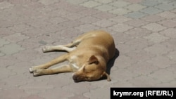 Бродячая собака лежит на тротуарной плитке