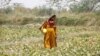 A szülés előtt álló Szonari pézsmadinnyét takarít be a kánikulában a pakisztáni Dzsakobabad melletti farmon 2022. május 17-én