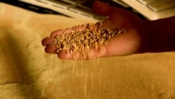 Russia's Grain Blockade Costing Ukrainian Farmers Serious 'Bread'

