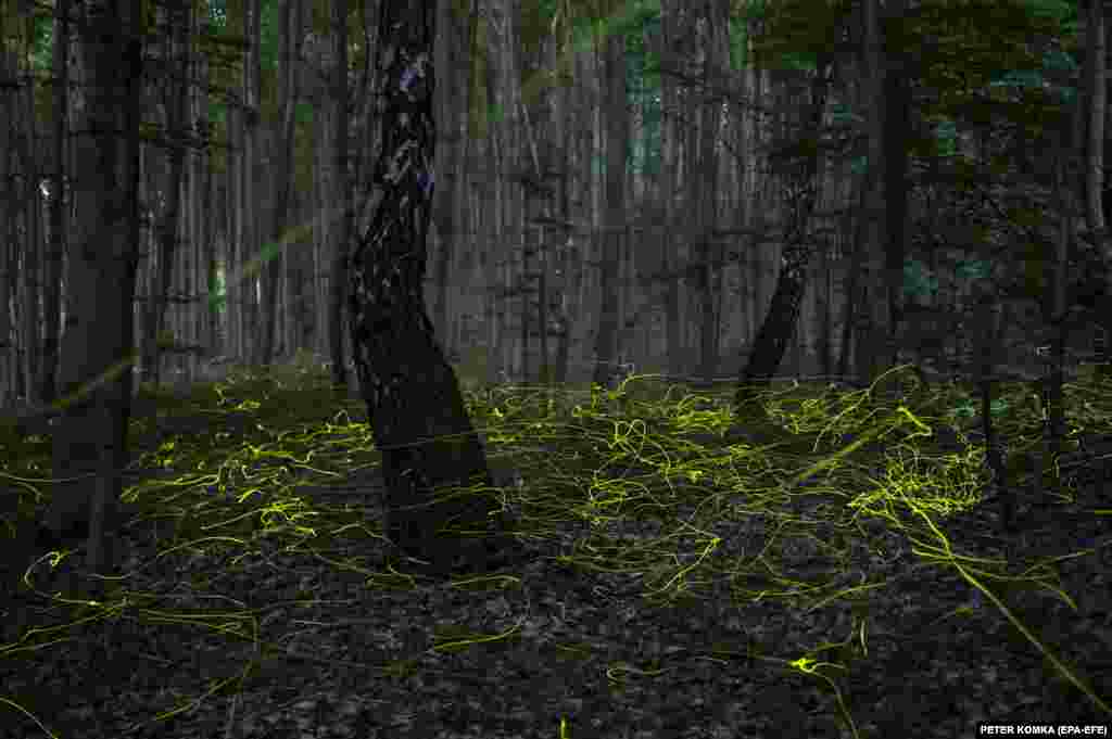 A multiple-long-exposure picture shows fireflies swarming in a forest near Salgotarjan, Hungary.