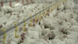 «تخلف و کلاهبرداری بزرگ» با همکاری «وزارت کشاورزی»!