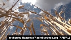 В Україні посіяли лише трохи більше ніж 50% пшениці від того, що сіялося раніше – Рибалко