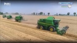 Ҳоким фермерларнинг шартномадан ортган буғдойини ўриб олгани комбайн бермаяпти