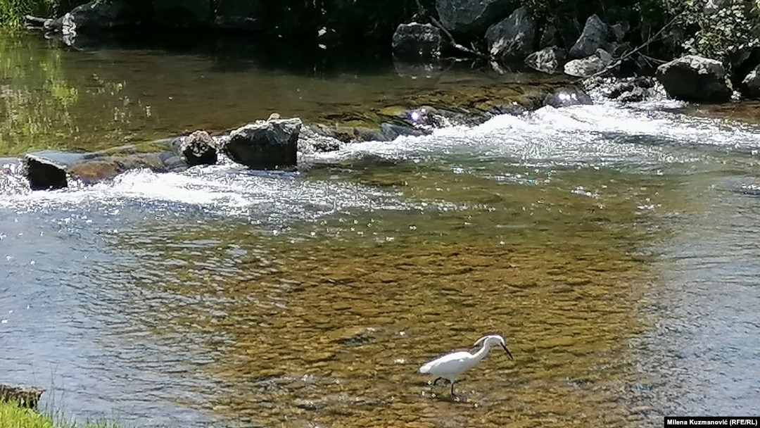 Čaplja na reci Gradac