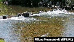 Čaplja na reci Gradac