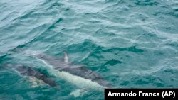 A szemét eltűnt, a delfinek megjelentek