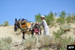 د ګیان ولسوالۍ یو اوسېدونکی په زلزله کې د کور تر ړنګېدو وروسته سامان پر خره بار کړی او د خپلې خیمې پر لوري روان دی - د جون ۲۴مې انځور.