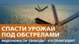 grain 0623