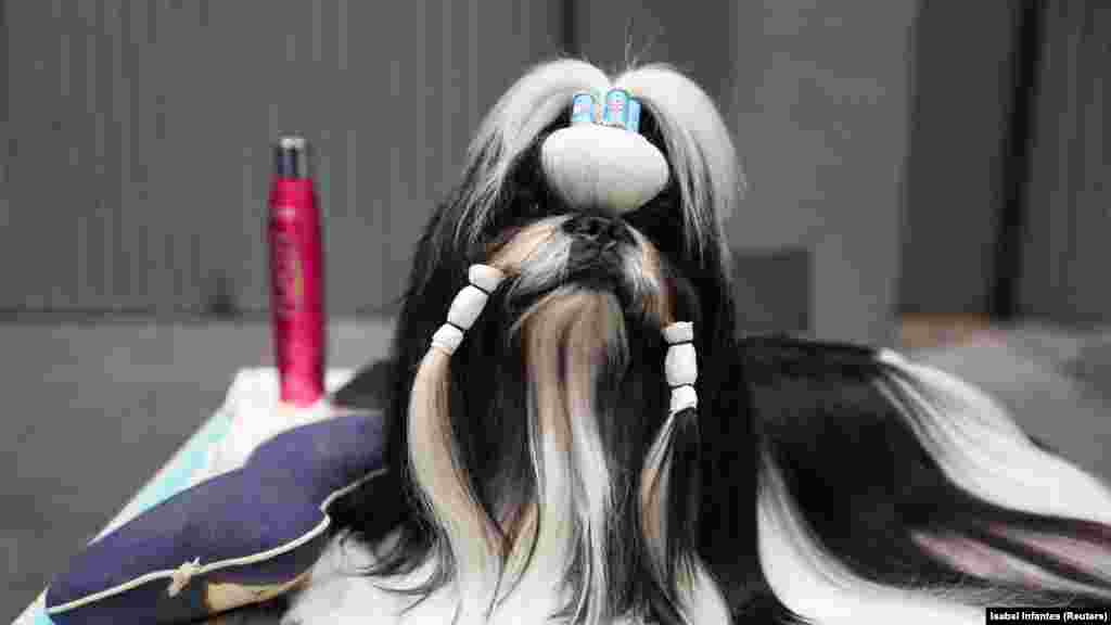 Pas odmara na stolu za šišanje na Svjetskoj izložbi pasa 2022., na kojoj je učestvovalo više od 15.000 pasa iz cijelog svijeta, Madrid, Španija, 23. juni 2022.