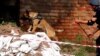 Bomb Dogs GRAB