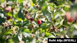 Zbog povoljne klime, maline koje se gaje na području Prizrena imaju veći kvalitet.