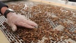 نخستین فابریکۀ عصری پروسس جلغوزه در پکتیا فعال شد