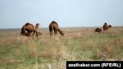Пасущиеся верблюды, Туркменистан, Июль 2018