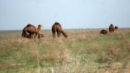 Пасущиеся верблюды, Туркменистан, Июль 2018