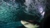 Влада Єгипту повідомила про створення робочої групи через напад акули на туристів, серед яких є українці