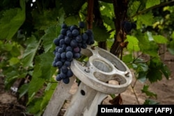 Уламок російської ракети на винограднику українського винороба компанії Olvio Nuvo в Миколаївській області