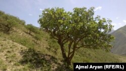 آرشیف، باغ پسته در افغانستان