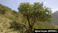 آرشیف، جنگل پسته در افغانستان