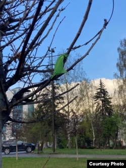 Антивоенная зеленая ленточка, Ижевск