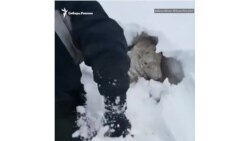 "Чудовище с Востока" - он же сибирский холод в Европе
