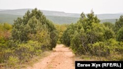 Одна из грунтовых дорог на гору Гасфорта идет через можжевеловую рощицу