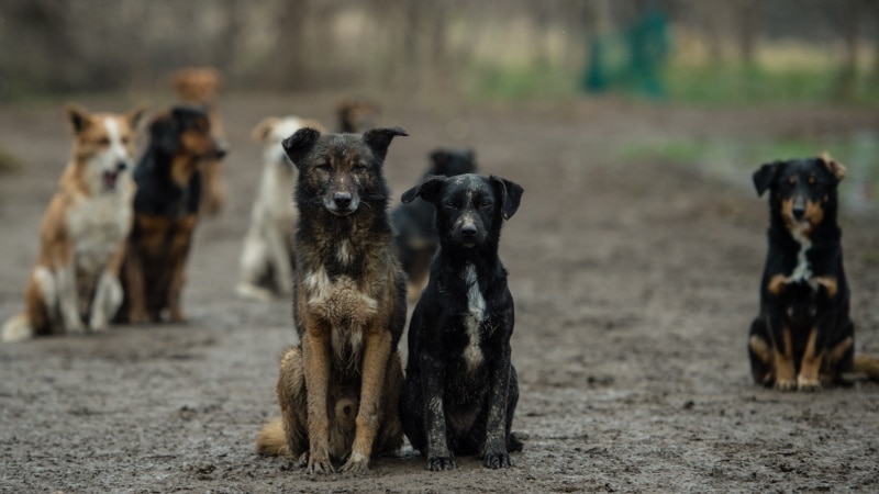 Администрация Новокуйбышевска пообещала организовать отлов у детсада, где собаки покусали подростка