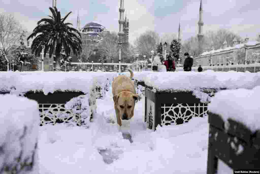 Egy kutya vág át a hófedte Sultanahmet téren Isztambulban január 25-én