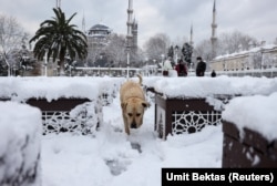 Două dintre simbolurile celei mai mari metropole a Europei: moscheea Sultanahmet și câinele vagabond.