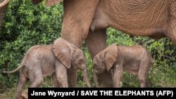 Blizanci pored majke u nacionalnom rezervatu Samburu, Kenija (20. januar 2022.)