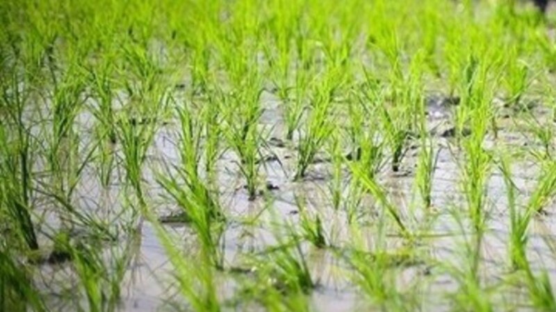 Оризопроизводителите најавуваат протести