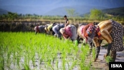 بحث در مورد واردات برنج در حالی مطرح شده که پیشتر کشف فساد «دو میلیارد دلاری» در واردات چای خبرساز شده بود
