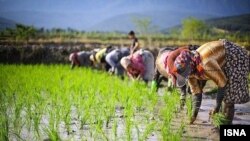 بحث در مورد واردات برنج در حالی مطرح شده که پیشتر کشف فساد «دو میلیارد دلاری» در واردات چای خبرساز شده بود