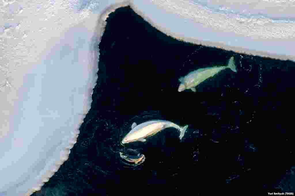 Beluga whales and a spotted seal hunt schools of fish under the frozen surface of Russia&#39;s Amur Bay.&nbsp;