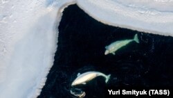 Белухи и ларга (пестрая нерпа, вид тюленей) во время охоты на стайную рыбу подо льдом Амурского залива у Токаревского маяка. Архивное фото