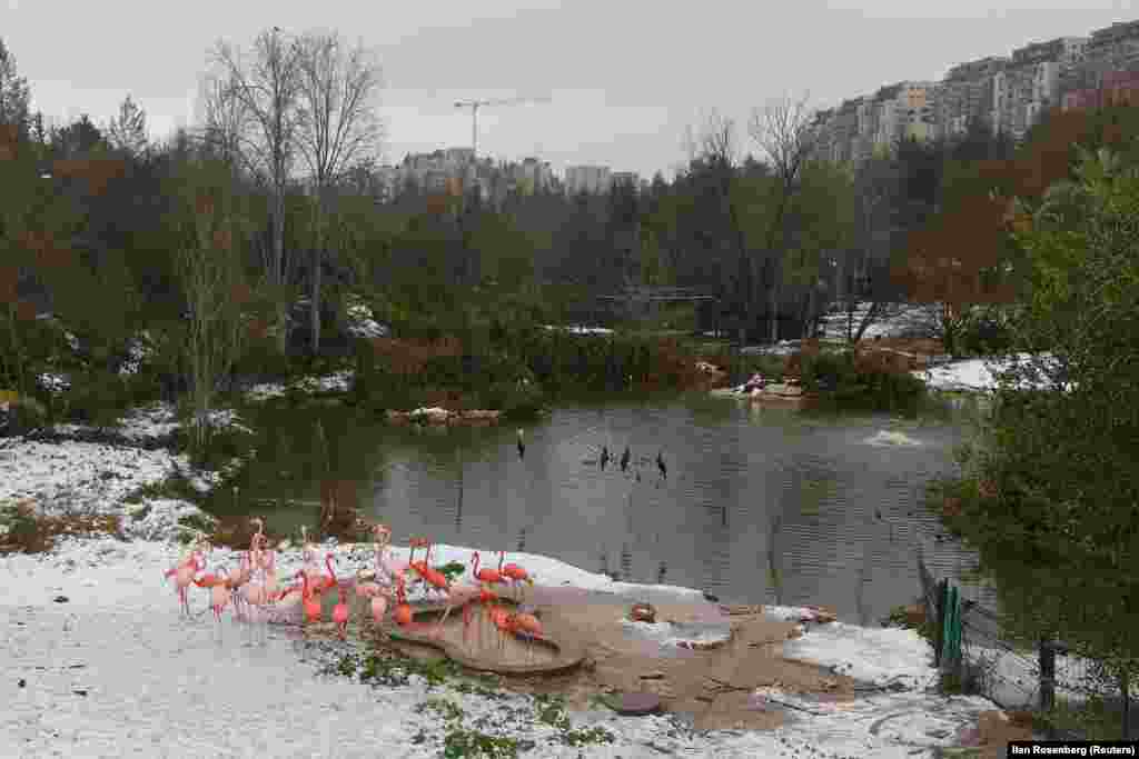 Flamingot në Kopshtin Zoologjik Biblik të Jerusalemit pas reshjeve të borës.