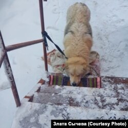 Бездомная собака со вспоротой раной на животе от силка, Якутск, январь 2022 года