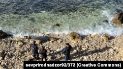 Мертвий дельфін на березі Чорного моря, Севастополь, 2 лютого 2023 року