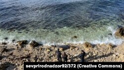 Мертвый дельфин, Севастополь, Крым, 2 февраля 2023 года