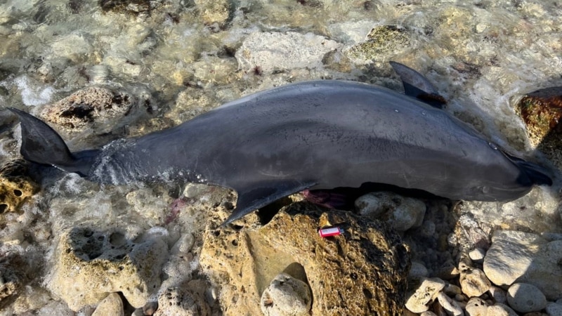 В Севастополе нашли очередного мертвого дельфина (+фото)