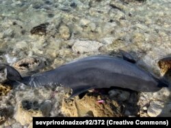 Мертвый дельфин на побережье Севастополя. Крым, 2 февраля 2023 года
