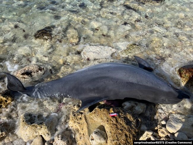 Мертвый дельфин на побережье Севастополя. Крым, 2 февраля 2023 года