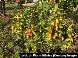 Facultatea de Horticultură de la USAMV București cultivă experimental curmalul chinezesc.