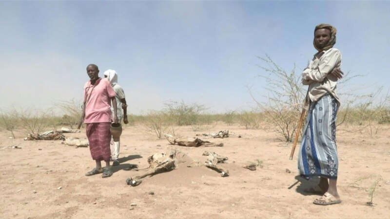 Bol u srcu stočara, u sušom pogođenoj Etiopiji