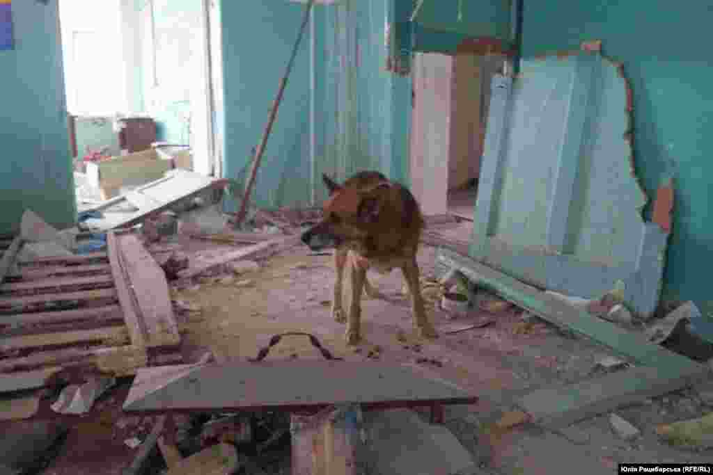 A blind dog in the ruins of a school in&nbsp;Bohorodychne.&nbsp; &quot;During cold snaps it is much more difficult for animals to survive than humans,&quot; Dubovikov says. &quot;People have some reserves, they will manage somehow, but domestic animals are not accustomed to finding their own food.&quot;