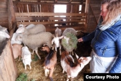 Julia z owcami i kozami, które wraz z partnerem kupiła w Polsce.