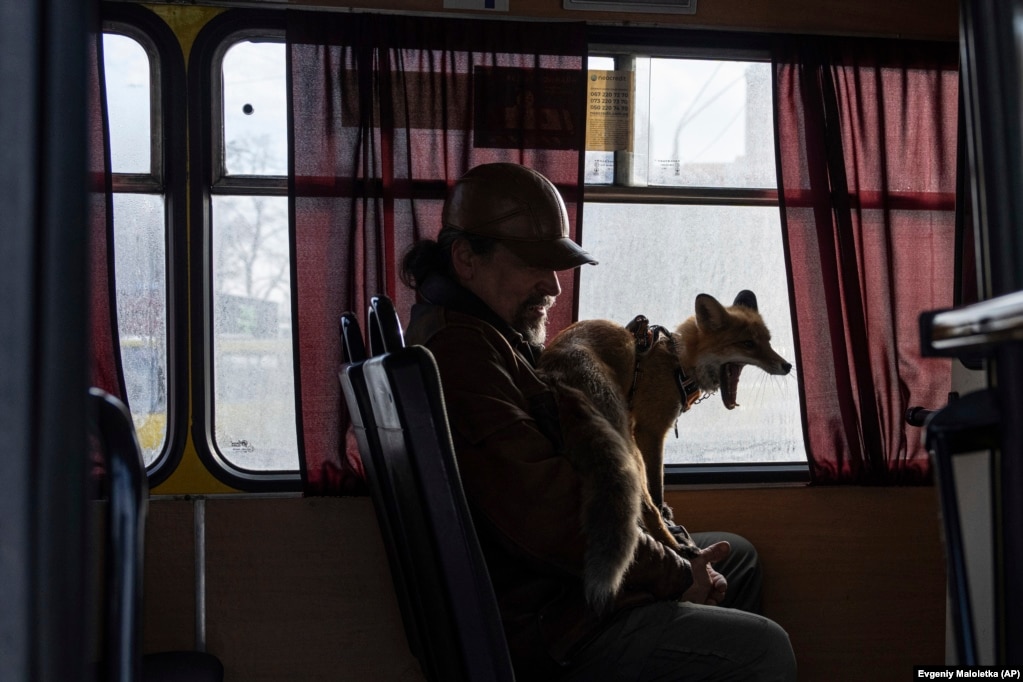 Kostyantyn dhe dhelpra e tij e përkëdhelur Ksiuha hipin në një autobus në Kiev.