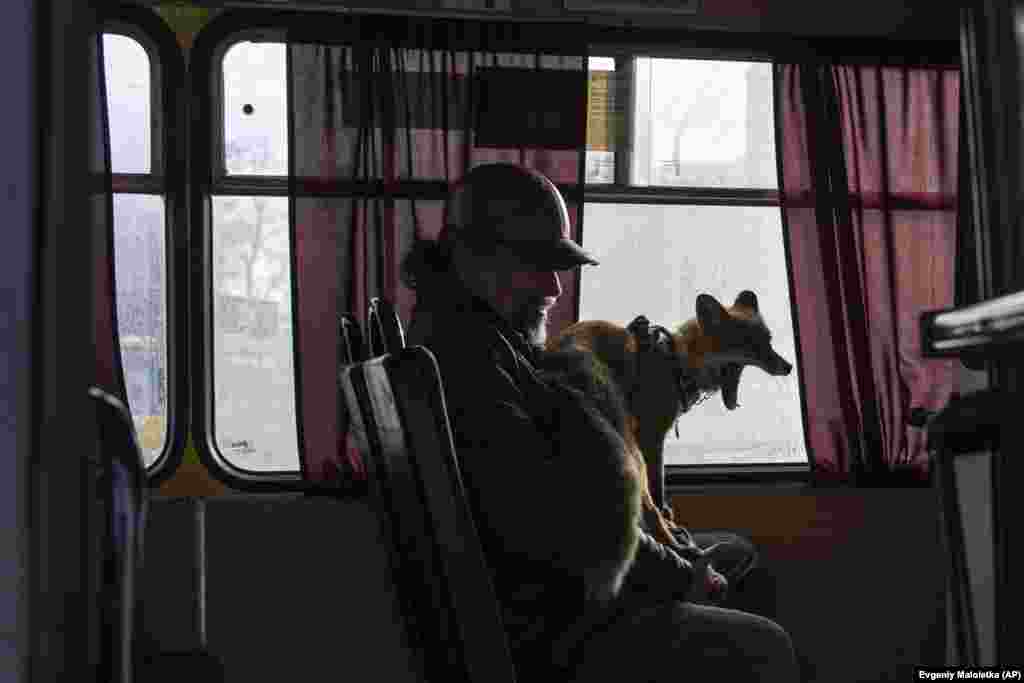 Kostyantyn and his pet fox Ksiuha ride a bus in Kyiv.